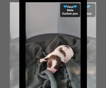Small #2 Poodle (Toy)-Zuchon Mix