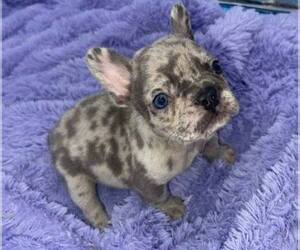 French Bulldog Puppy for sale in SANDY HOOK, KY, USA
