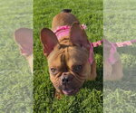 Small #2 French Bulldog