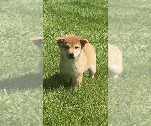 Shiba Inu Puppy for Sale in CANOGA, New York USA