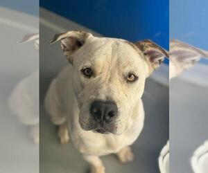 Mutt Dogs for adoption in Visalia, CA, USA
