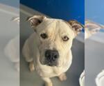 *STAY PUFT MARSHMELLOW MAN - Male Mutt Dog for Adoption - Small photo