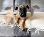 Small Photo #9 Belgian Malinois Puppy For Sale in DECATUR, AL, USA