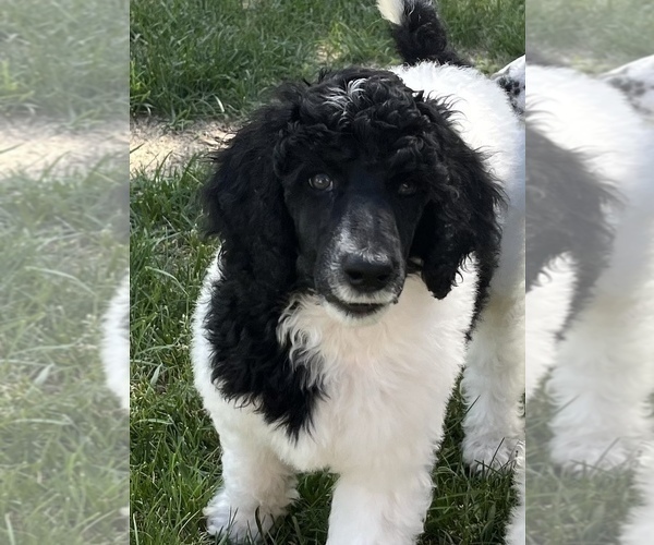 Medium Photo #1 Poodle (Standard) Puppy For Sale in STAPLES, MN, USA