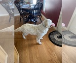 Small Photo #1 English Cream Golden Retriever Puppy For Sale in RICHLAND, MO, USA
