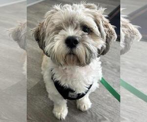 Sammy - Male Shih Tzu-Unknown Mix Dog for Adoption - Photo #3
