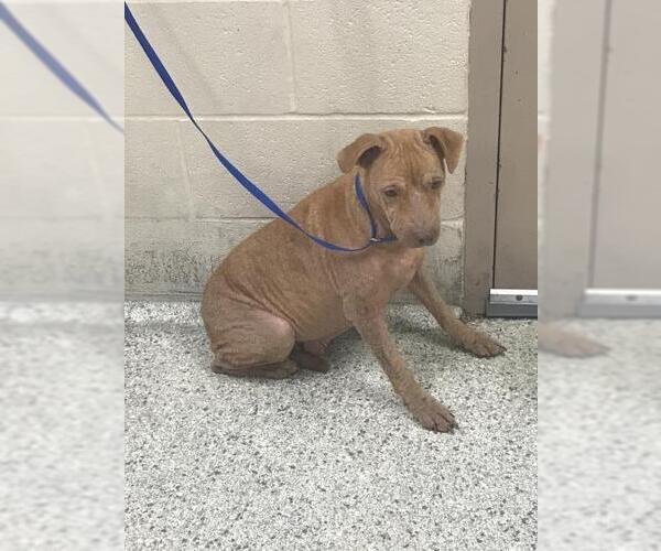 Medium Photo #1 Mutt Puppy For Sale in Conroe, TX, USA