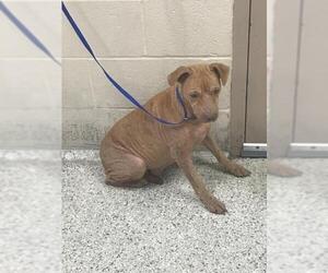 Mutt Dogs for adoption in Conroe, TX, USA
