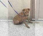 Small Mutt