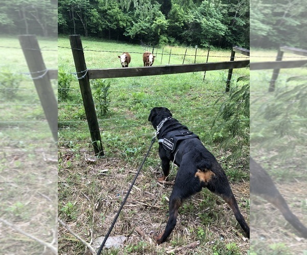Medium Photo #28 Rottweiler Puppy For Sale in VONORE, TN, USA