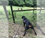 Small #27 Rottweiler