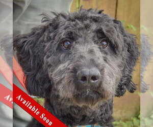 Mutt Dogs for adoption in Huntley, IL, USA