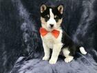 Small Photo #4 Shiba Inu Puppy For Sale in ELDORA, PA, USA