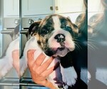 Small Photo #9 English Bulldog Puppy For Sale in OKLAHOMA CITY, OK, USA