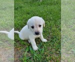 Small Photo #11 Labrador Retriever Puppy For Sale in LEBANON, MO, USA