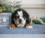 Puppy Meadow Beabull