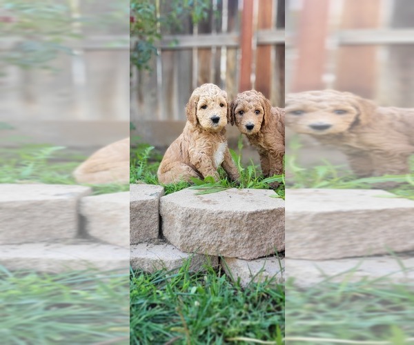 Medium Photo #1 Goldendoodle Puppy For Sale in PERRIS, CA, USA