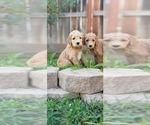 Small Photo #1 Goldendoodle Puppy For Sale in PERRIS, CA, USA