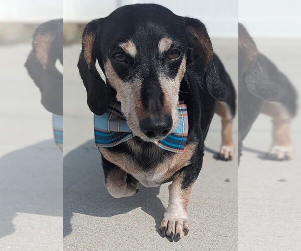 Medium Photo #8 Dachshund Puppy For Sale in Shelbyville, TN, USA