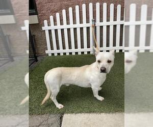 Mutt Dogs for adoption in Modesto, CA, USA