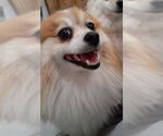 Small #2 Pomeranian