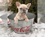 Small #1 French Bulldog
