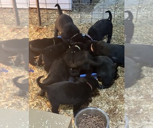 Shepradors Puppy for sale in SUMMERFIELD, OH, USA