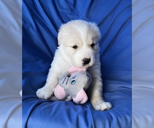 Medium Photo #3 Golden Labrador Puppy For Sale in LIVE OAK, FL, USA