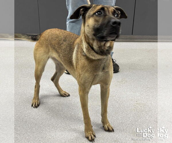 Medium Photo #3 Mutt Puppy For Sale in Washington, DC, USA