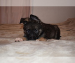 Small Photo #5 Alaskan Malamute-German Shepherd Dog Mix Puppy For Sale in WHITE CITY, OR, USA