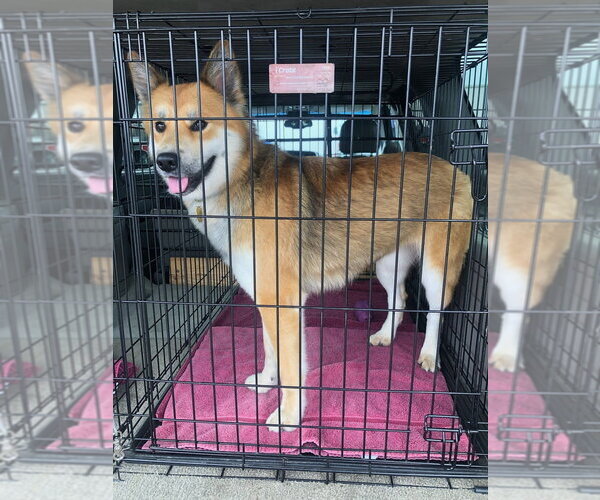 Medium Photo #3 German Shepherd Dog-Unknown Mix Puppy For Sale in Cupertino, CA, USA