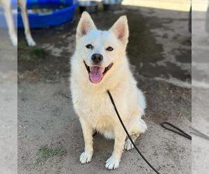Australian Shepherd-Unknown Mix Dogs for adoption in Modesto, CA, USA