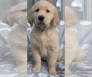 Golden Retriever Puppy for sale in MODESTO, CA, USA