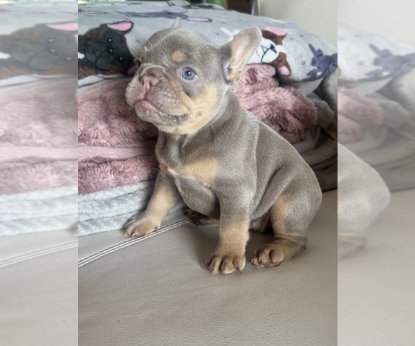 Medium Photo #2 French Bulldog Puppy For Sale in SAINT JOHNS, FL, USA