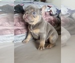 Small #1 French Bulldog