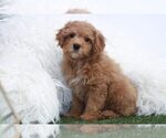 Small Photo #1 Cavapoo Puppy For Sale in MARIETTA, GA, USA