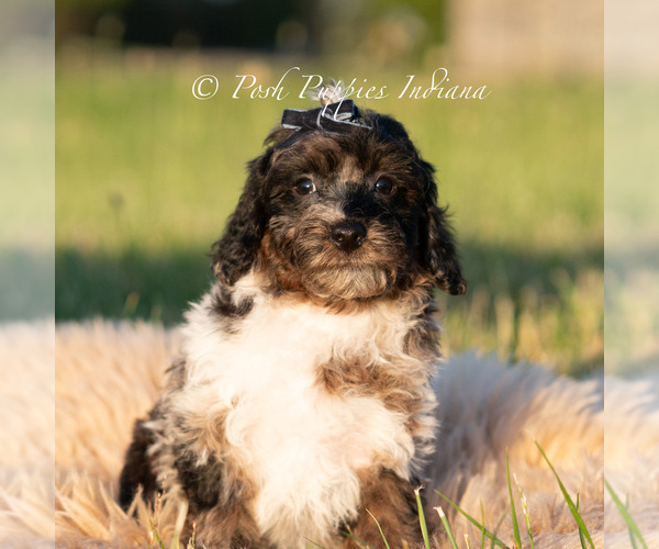Medium Photo #18 Poodle (Miniature) Puppy For Sale in WARSAW, IN, USA
