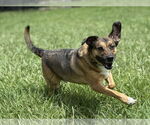 Small #1 Norwegian Elkhound Mix