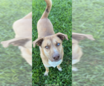 Small #5 Huskies -Mountain Cur Mix