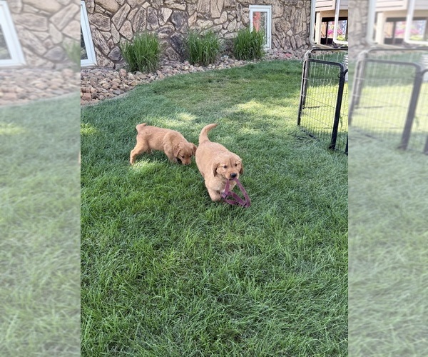 Medium Photo #1 Golden Retriever Puppy For Sale in ROCK VALLEY, IA, USA