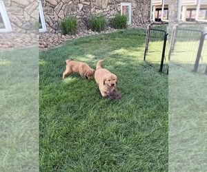 Golden Retriever Puppy for Sale in ROCK VALLEY, Iowa USA