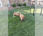 Small Golden Retriever