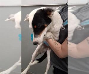 Border Collie-Unknown Mix Dogs for adoption in Las Vegas, NV, USA