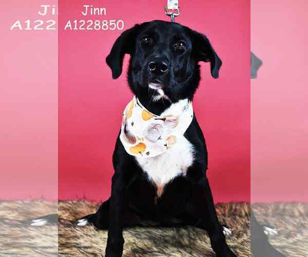 Medium Photo #4 Labrador Retriever-Unknown Mix Puppy For Sale in San Diego, CA, USA