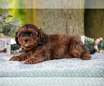 Small #4 Poodle (Miniature)-ShihPoo Mix
