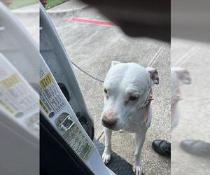 Mutt Dogs for adoption in Houston, TX, USA