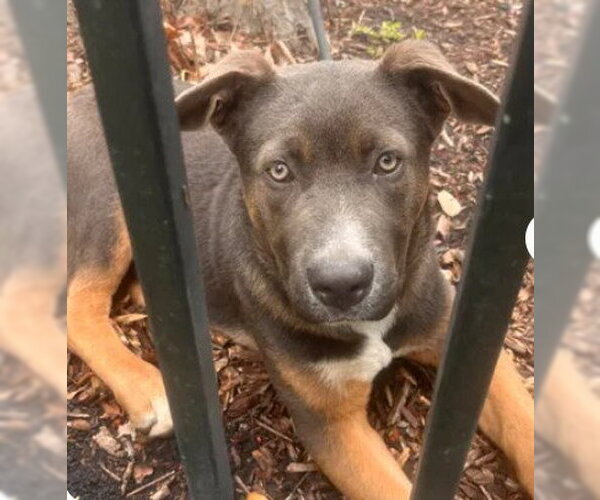 Medium Photo #1 Black and Tan Coonhound-German Shepherd Dog Mix Puppy For Sale in Tracy, CA, USA