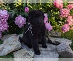 Small #1 Belgian Sheepdog