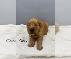 Golden Retriever Dog for Adoption in FREDERICKSBG, Ohio USA