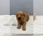 Image preview for Ad Listing. Nickname: Ozzy